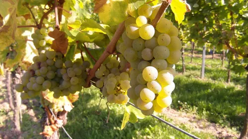 Vins de Loire : un millésime 2022 de qualité ! 