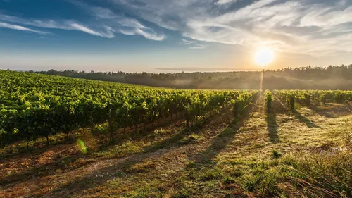 Moins de raisins mais une récolte de qualité pour l’AOC du Haut-Poitou