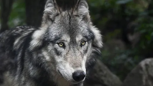Un loup a bel et bien été aperçu en Haute-Vienne cette semaine