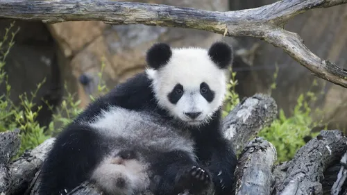 ZooParc de Beauval : le panda Yuan Meng en partance pour la Chine