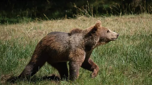 Deux-Sèvres : des animations à Zoodyssée pendant les vacances