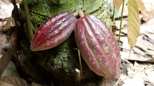 Le Ghana augmente de 45 % le prix de ses fèves de cacao 