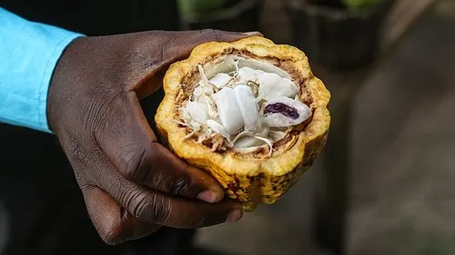  Ghana : la production de cacao en chute libre 