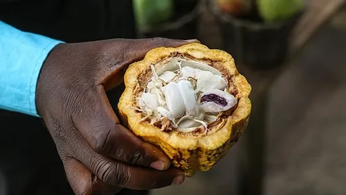 En Côte d'Ivoire, l'augmentation record du prix d'achat du cacao...