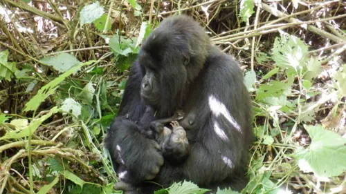 RDC : Nouvelles naissances de bébés gorilles dans le parc des Virunga