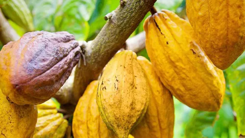 Conseil Café-Cacao : Découvrez les pièces à fournir pour l’Agrément...