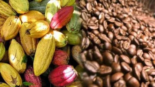 Conseil Café Cacao : L’agrément Projets de certification et...