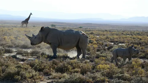 Afrique du Sud: 499 rhinocéros tués en 2023