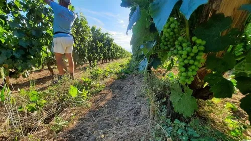 Vendanges : les viticulteurs recrutent 