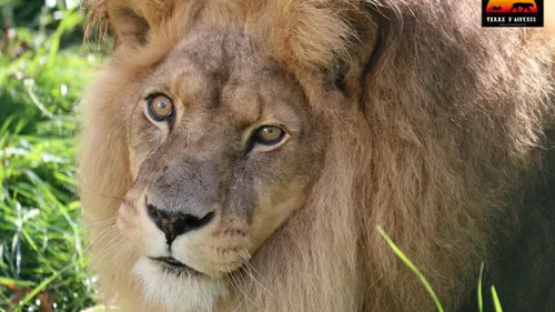 César le lion du zoo de Saint-Martin-la-Plaine est mort