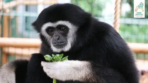 Zoo de Saint-Martin-la-Plaine : une femelle gibbon arrive pour...