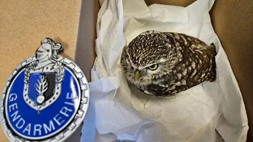 Loire : la gendarmerie sauve une chouette... sur l'A72 !
