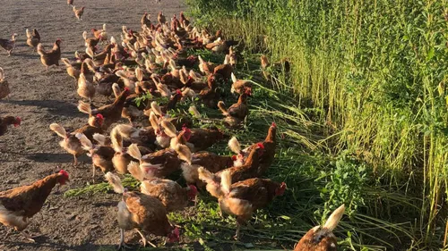 Rive-de-Gier : des poules pondeuses à vendre ce samedi