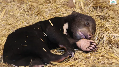Saint-Martin-la-Plaine : choisissez le nom du bébé ours malais