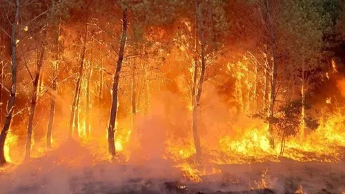 Une "météo des forêts" dès le mois de juin