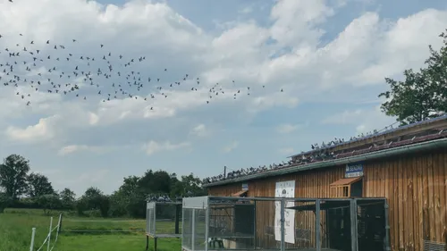 Une course de pigeons voyageurs dans la Loire