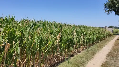 Les agriculteurs face aux restrictions d’irrigation 