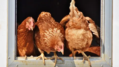 Loire : un nouveau propriétaire ou l'abattoir pour 3000 poules