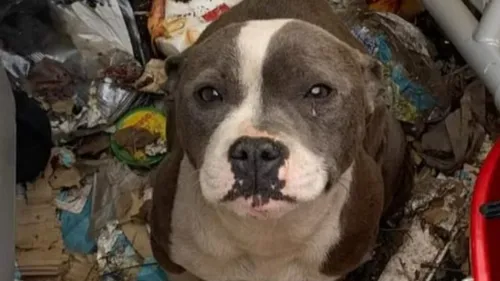 La Fouillouse : elle recueille une chienne en détresse… et va être...