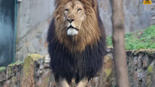 Roar Project : deux nouveaux départs direction l'Afrique du Sud