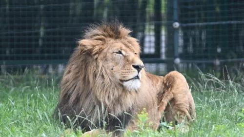 Bellewaerde : le dernier lion du parc belge est décédé