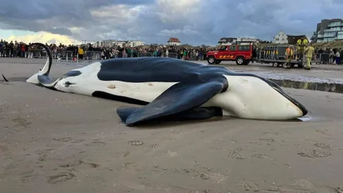 Une orque de plus de 6 mètres est morte sur la plage de la Panne