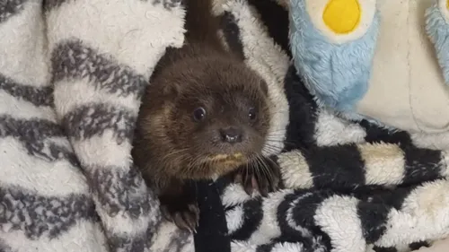 Un bébé loutre soigné à Tonneins