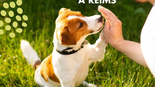 Un guide pour mieux vivre avec les animaux en ville.