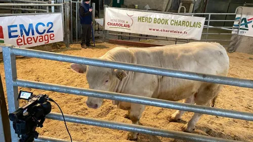 Les plus beaux taureaux en vente aux enchères dans la Marne