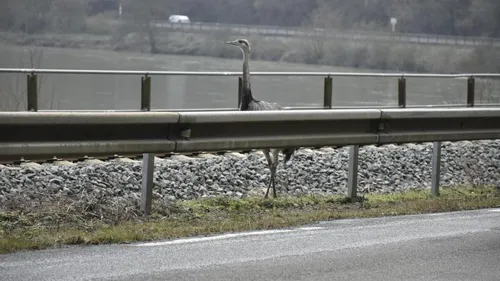 Un nandou retrouvé au bord d'une départementale dans les Ardennes