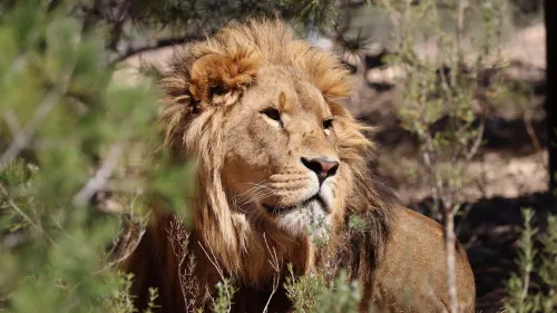 Zoo de Bordeaux-Pessac : des lions d'Ukraine à rencontrer en Gironde