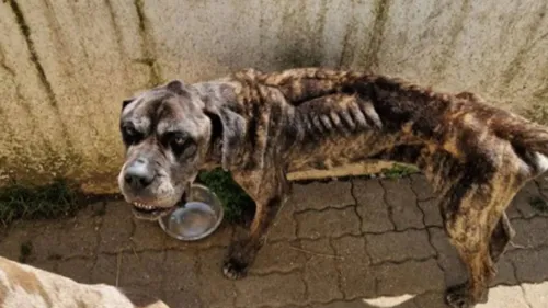 Les gendarmes saisissent deux chiens maltraités