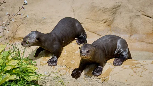 GAGNEZ VOS ENTRÉES POUR TOUTE LA FAMILLE AU ZOO DE LA PALMYRE ! 