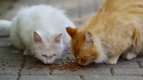 Nouvelle campagne de stérilisation des chats errants