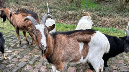 Des chèvres à la rescousse des pavés du Paris-Roubaix !
