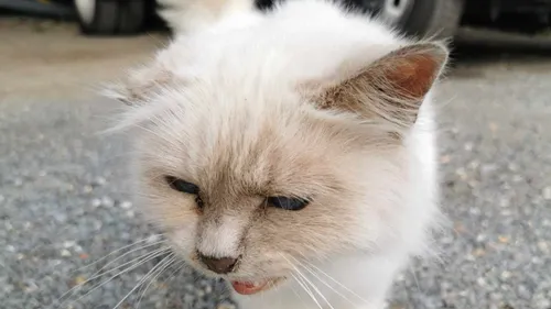 Disparue en Savoie, une chatte retrouvée six ans après dans le...
