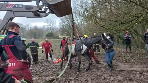 Un cheval sauvé par les pompiers