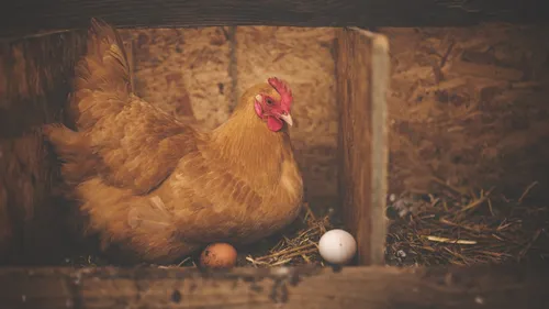 300 poules pondeuses à adopter ce week-end à Saint-Venant