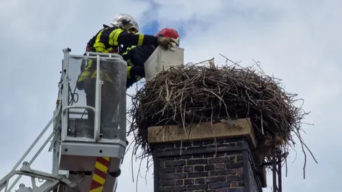 Les pompiers volent au secours de cigogneaux  