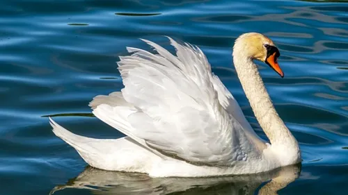 Il suffira d'un cygne 