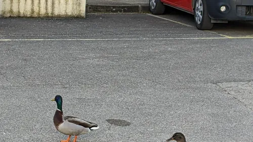 Un couple de canards a élu domicile au centre de secours de Troyes 
