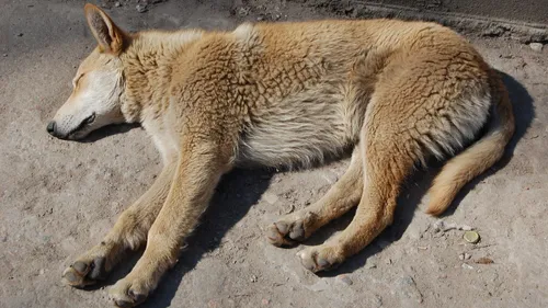 La SPA a recueilli cet été 16 498 animaux : "un bilan lourd de...