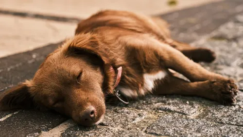 Loon-Plage : des chiens et chats tués par des boulettes empoisonnées