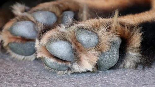 Eecke : la mairie appelle les propriétaires de chiens à la...