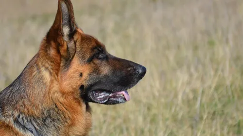 Un chien retrouvé mort dans le canal de l'Escaut, avec un pavé...