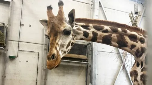 Une nouvelle girafe est arrivée à Bellewaerde