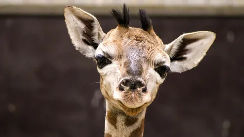 Pairi Daiza : un girafon vient de naître dans le zoo belge !
