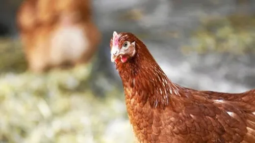 Nouveau cas de grippe aviaire découvert dans la Marne
