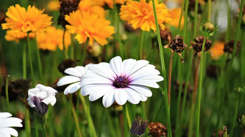 Label villes et villages fleuris : une 4ème fleur pour Bordeaux!