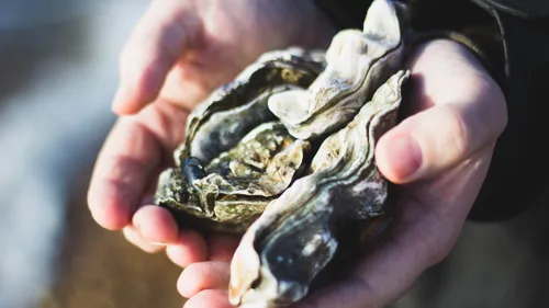 Ne jetez pas vos coquillages à la poubelle, ils peuvent être...